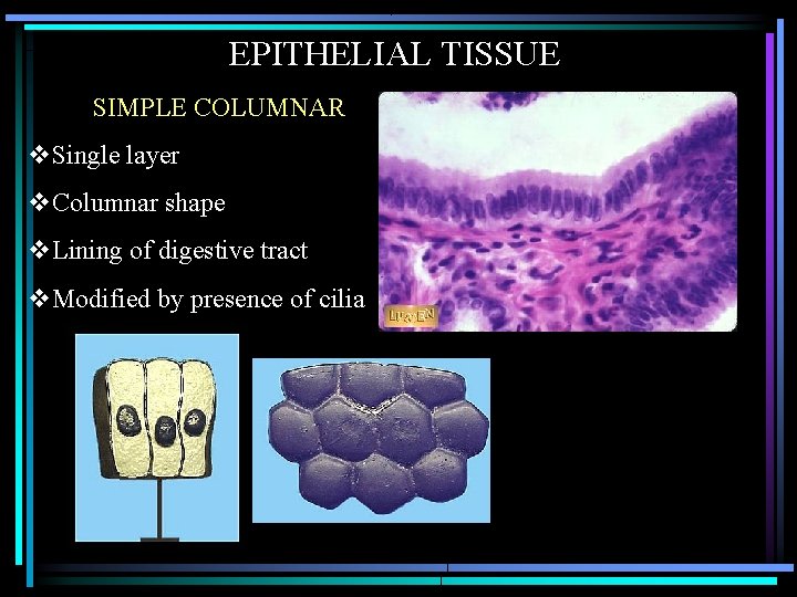 EPITHELIAL TISSUE SIMPLE COLUMNAR v. Single layer v. Columnar shape v. Lining of digestive