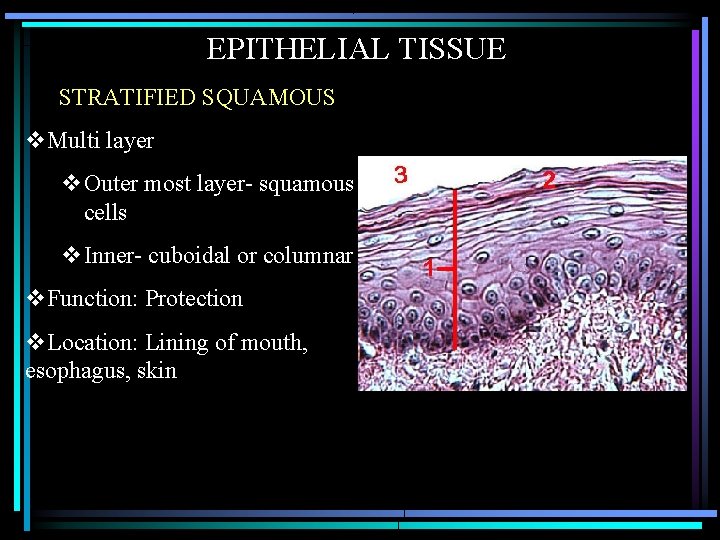 EPITHELIAL TISSUE STRATIFIED SQUAMOUS v. Multi layer v. Outer most layer- squamous cells v.