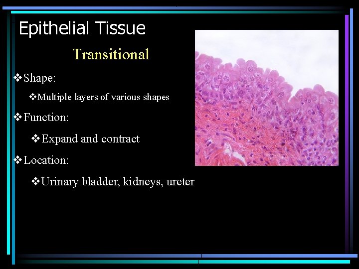Epithelial Tissue Transitional v. Shape: v. Multiple layers of various shapes v. Function: v. Epithelial Tissue Transitional v. Shape: v. Multiple layers of various shapes v. Function: v.