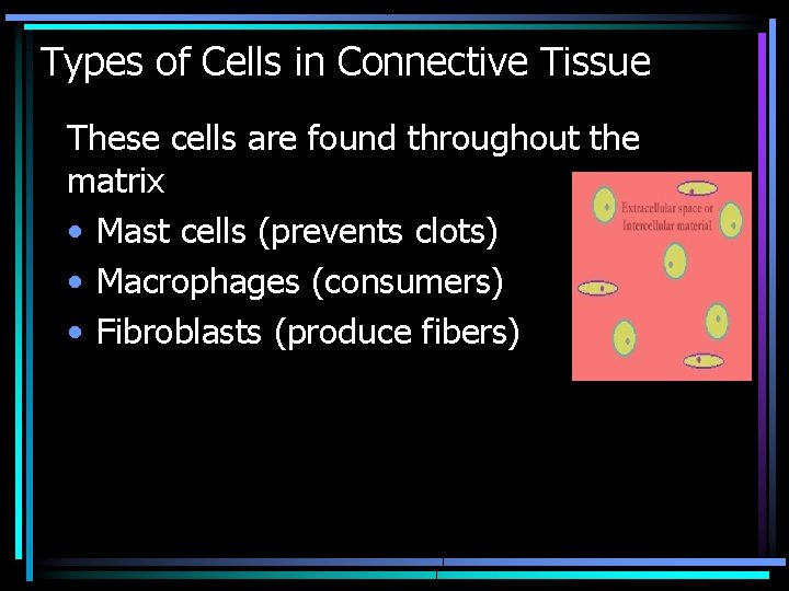 Types of Cells in Connective Tissue These cells are found throughout the matrix •