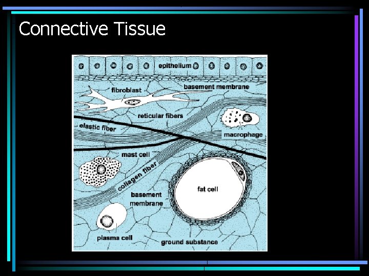 Connective Tissue Connective Tissue