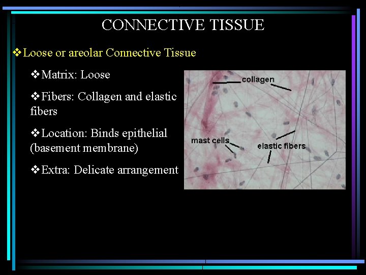 CONNECTIVE TISSUE v. Loose or areolar Connective Tissue v. Matrix: Loose v. Fibers: Collagen CONNECTIVE TISSUE v. Loose or areolar Connective Tissue v. Matrix: Loose v. Fibers: Collagen