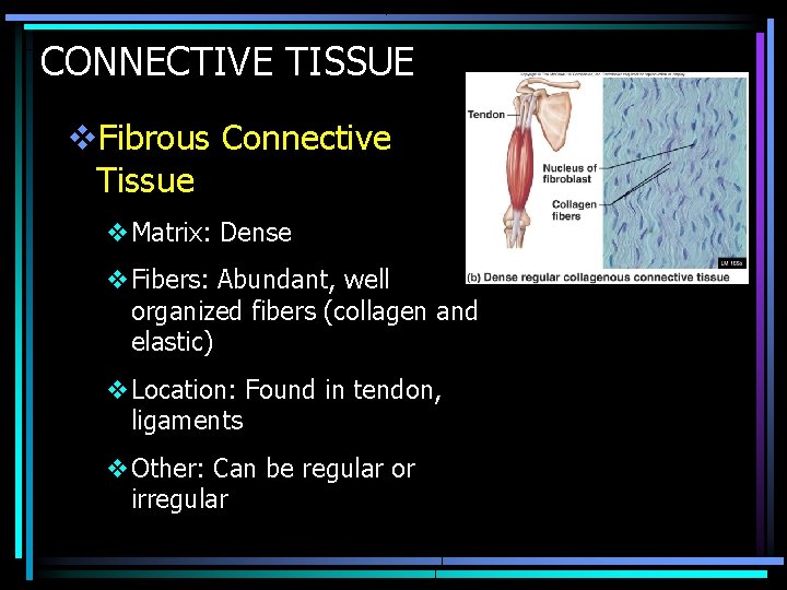 CONNECTIVE TISSUE v. Fibrous Connective Tissue v. Matrix: Dense v. Fibers: Abundant, well organized