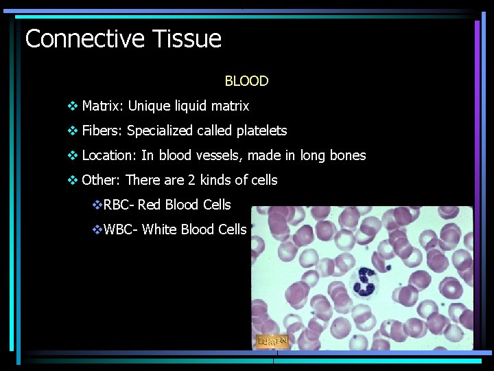 Connective Tissue BLOOD v Matrix: Unique liquid matrix v Fibers: Specialized called platelets v