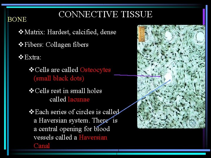 CONNECTIVE TISSUE BONE v. Matrix: Hardest, calcified, dense v. Fibers: Collagen fibers v. Extra: