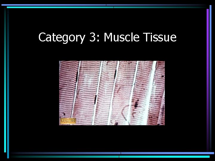 Category 3: Muscle Tissue 