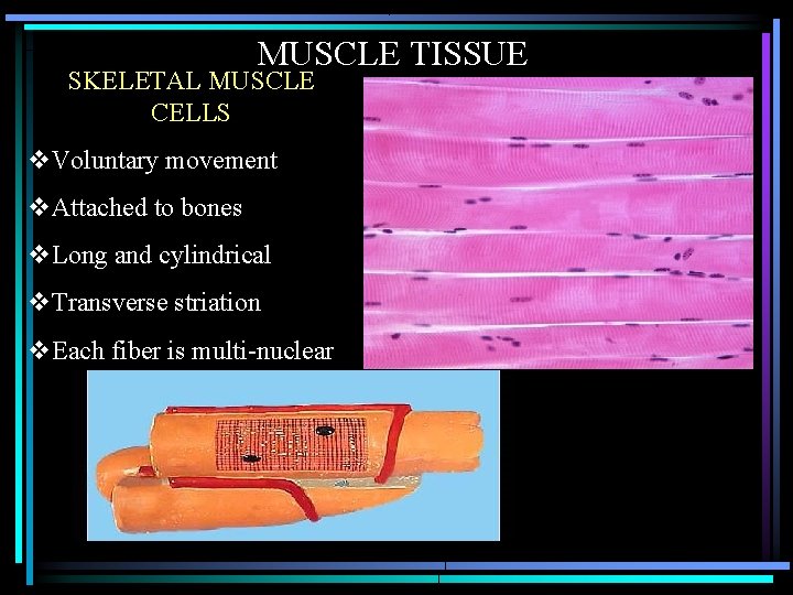 MUSCLE TISSUE SKELETAL MUSCLE CELLS v. Voluntary movement v. Attached to bones v. Long MUSCLE TISSUE SKELETAL MUSCLE CELLS v. Voluntary movement v. Attached to bones v. Long