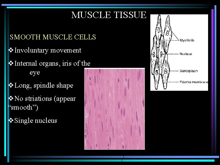 MUSCLE TISSUE SMOOTH MUSCLE CELLS v. Involuntary movement v. Internal organs, iris of the