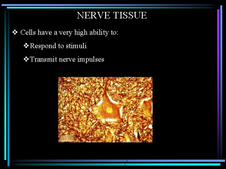 NERVE TISSUE v Cells have a very high ability to: v. Respond to stimuli