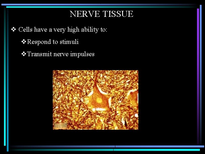 NERVE TISSUE v Cells have a very high ability to: v. Respond to stimuli NERVE TISSUE v Cells have a very high ability to: v. Respond to stimuli