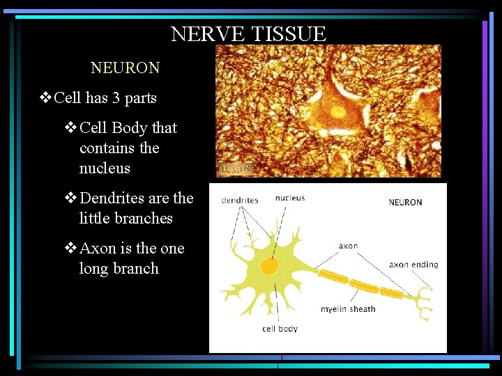 NERVE TISSUE NEURON v. Cell has 3 parts v. Cell Body that contains the