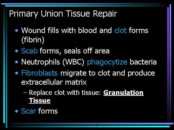 Primary Union Tissue Repair • Wound fills with blood and clot forms (fibrin) •