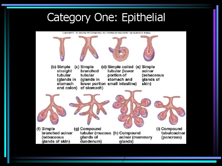 Category One: Epithelial 