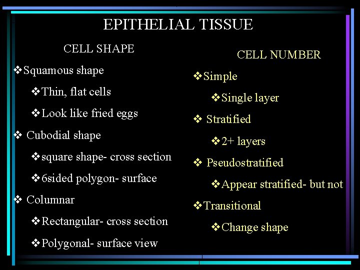 EPITHELIAL TISSUE CELL SHAPE v. Squamous shape v. Thin, flat cells v. Look like EPITHELIAL TISSUE CELL SHAPE v. Squamous shape v. Thin, flat cells v. Look like