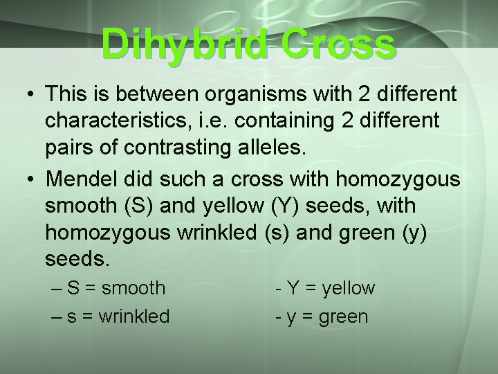 Dihybrid Cross • This is between organisms with 2 different characteristics, i. e. containing