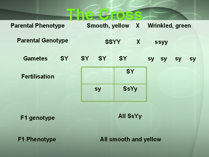 Parental Phenotype The Cross Smooth, yellow Parental Genotype Gametes SY SSYY SY SY X