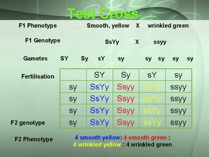 Test Cross F 1 Phenotype Smooth, yellow F 1 Genotype Gametes Ss. Yy SY