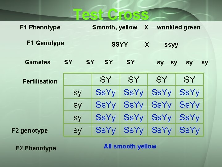 Test Cross F 1 Phenotype Smooth, yellow F 1 Genotype Gametes SSYY SY SY