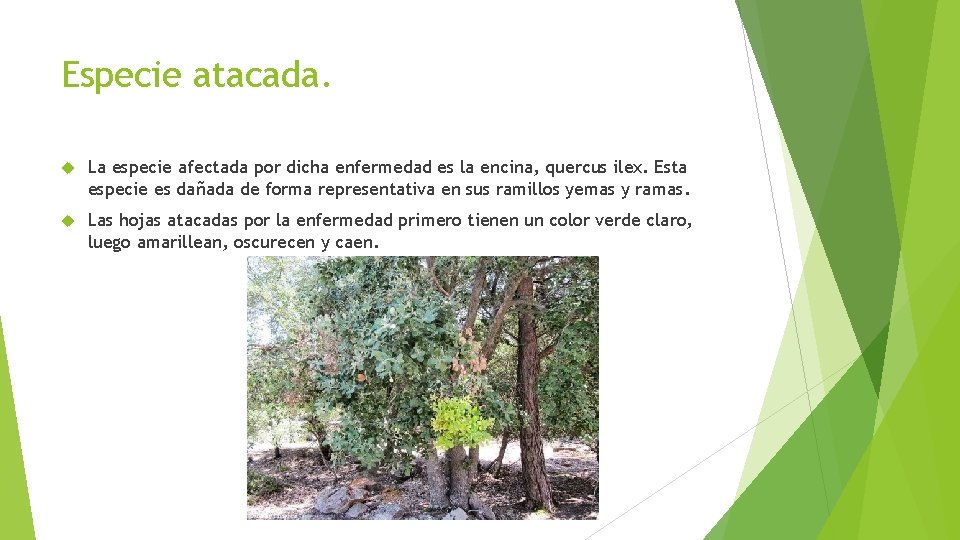 Especie atacada. La especie afectada por dicha enfermedad es la encina, quercus ilex. Esta