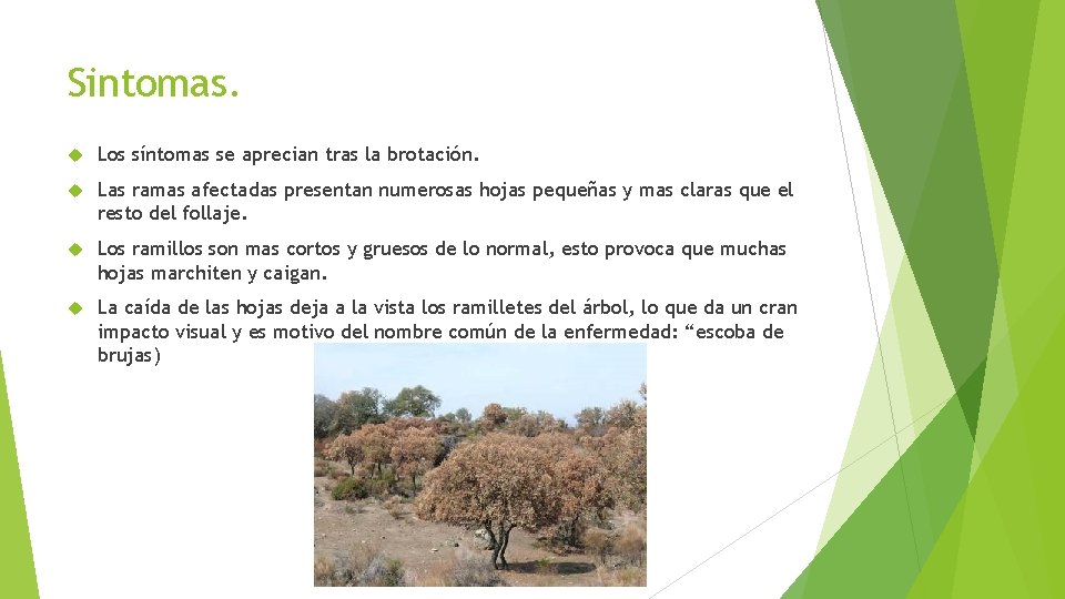 Sintomas. Los síntomas se aprecian tras la brotación. Las ramas afectadas presentan numerosas hojas