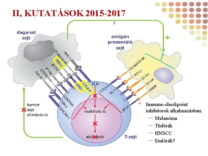 II, KUTATÁSOK 2015 -2017 • Immune-checkpoint inhibitorok alkalmazásban: – Melanóma – Tüdőrák – HNSCC