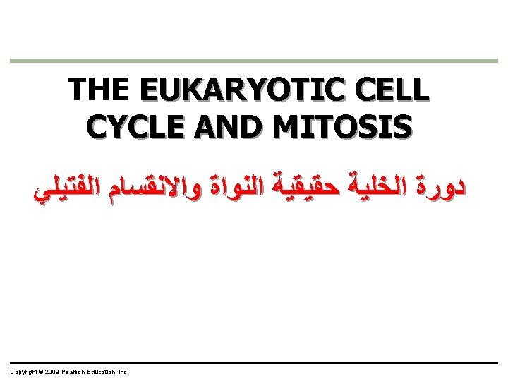 THE EUKARYOTIC CELL CYCLE AND MITOSIS ﺩﻭﺭﺓ ﺍﻟﺨﻠﻴﺔ ﺣﻘﻴﻘﻴﺔ ﺍﻟﻨﻮﺍﺓ ﻭﺍﻻﻧﻘﺴﺎﻡ ﺍﻟﻔﺘﻴﻠﻲ Copyright ©