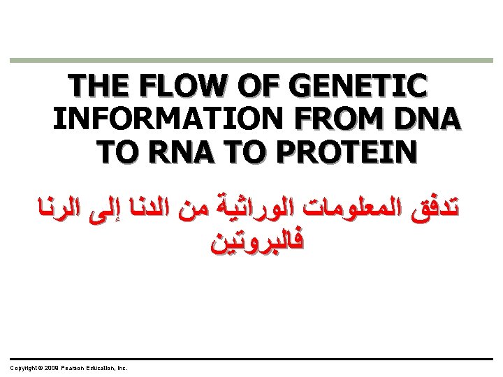 THE FLOW OF GENETIC INFORMATION FROM DNA TO RNA TO PROTEIN ﺗﺪﻓﻖ ﺍﻟﻤﻌﻠﻮﻣﺎﺕ ﺍﻟﻮﺭﺍﺛﻴﺔ