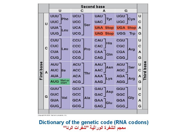 Third base First base Second base Dictionary of the genetic code (RNA codons) “