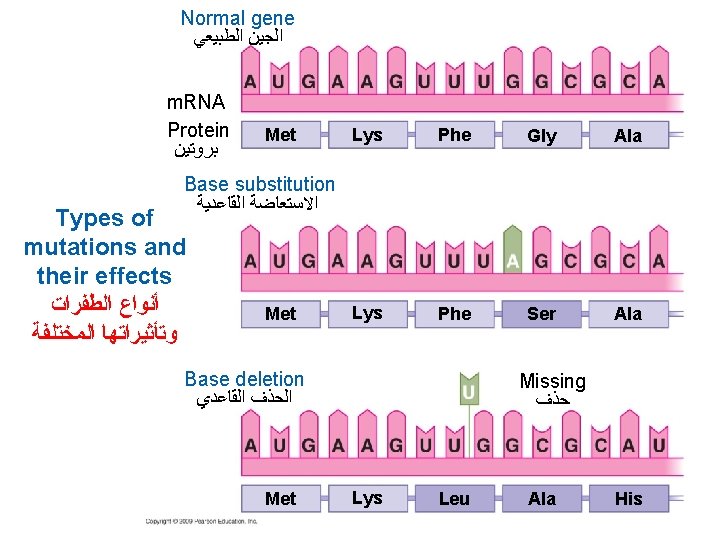 Normal gene ﺍﻟﺠﻴﻦ ﺍﻟﻄﺒﻴﻌﻲ m. RNA Protein ﺑﺮﻭﺗﻴﻦ Met Lys Phe Gly Ala Lys