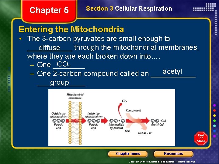 Chapter 5 Section 3 Cellular Respiration Entering the Mitochondria • The 3 -carbon pyruvates