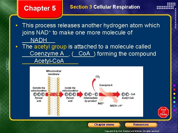 Chapter 5 Section 3 Cellular Respiration • This process releases another hydrogen atom which