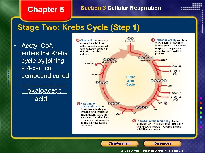 Chapter 5 Section 3 Cellular Respiration Stage Two: Krebs Cycle (Step 1) • Acetyl-Co.