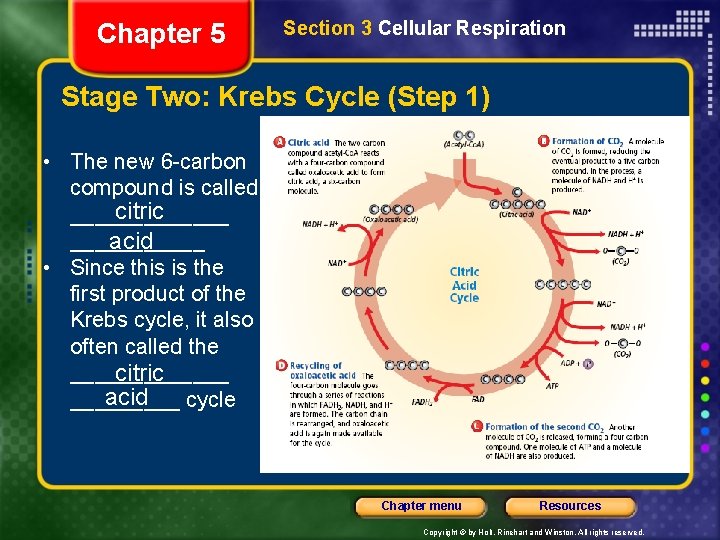 Chapter 5 Section 3 Cellular Respiration Stage Two: Krebs Cycle (Step 1) • The