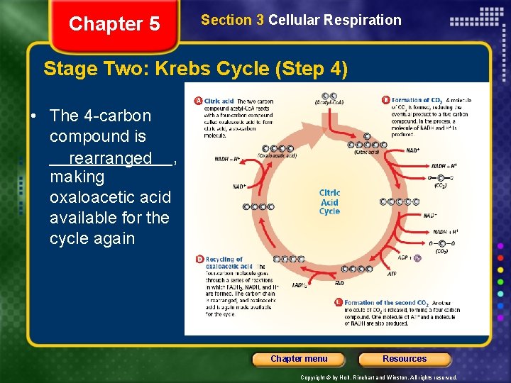 Chapter 5 Section 3 Cellular Respiration Stage Two: Krebs Cycle (Step 4) • The