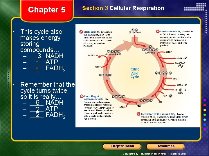 Chapter 5 Section 3 Cellular Respiration • This cycle also makes energy storing compounds…