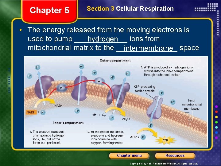 Chapter 5 Section 3 Cellular Respiration • The energy released from the moving electrons