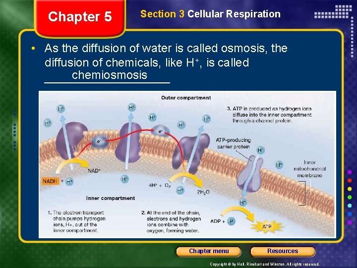 Chapter 5 Section 3 Cellular Respiration • As the diffusion of water is called
