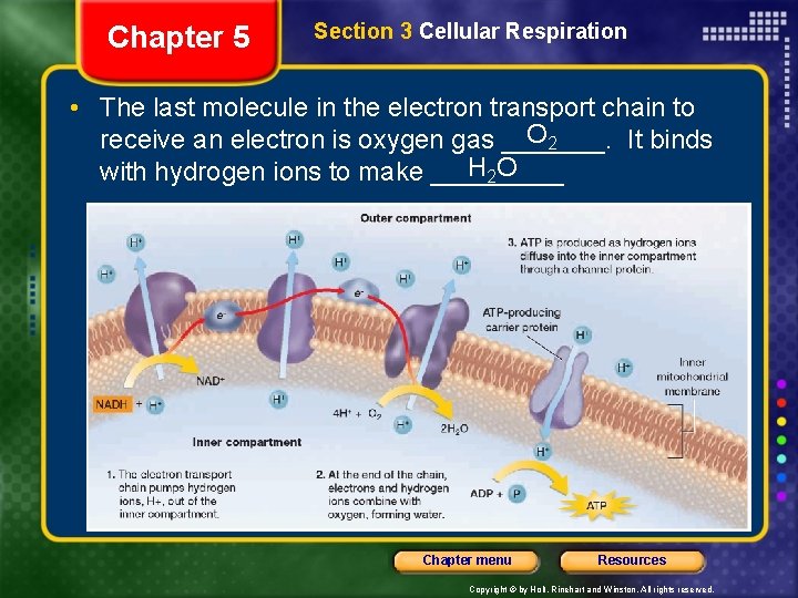 Chapter 5 Section 3 Cellular Respiration • The last molecule in the electron transport