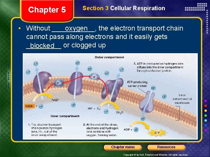 Chapter 5 Section 3 Cellular Respiration oxygen • Without ______, the electron transport chain