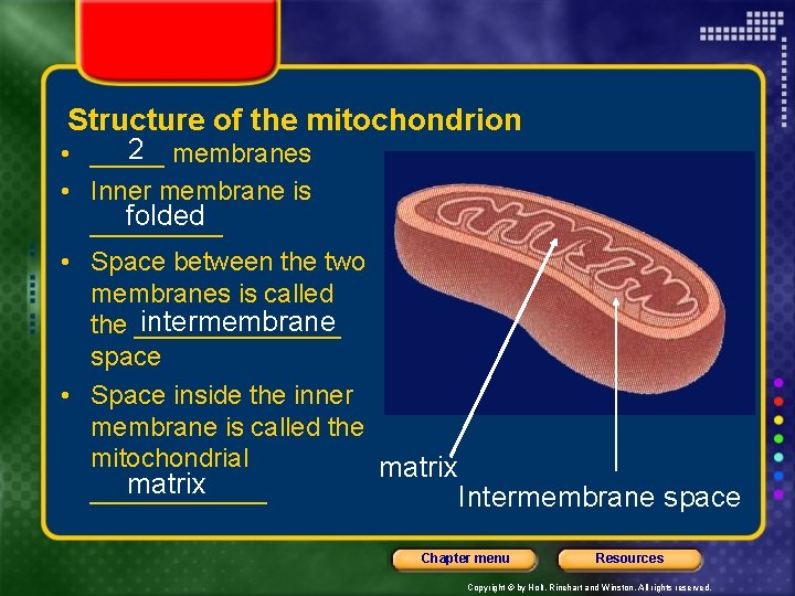 Structure of the mitochondrion 2 membranes • _____ • Inner membrane is folded _____