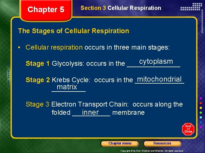 Chapter 5 Section 3 Cellular Respiration The Stages of Cellular Respiration • Cellular respiration