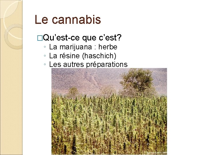 Le cannabis �Qu’est-ce que c’est? ◦ La marijuana : herbe ◦ La résine (haschich)