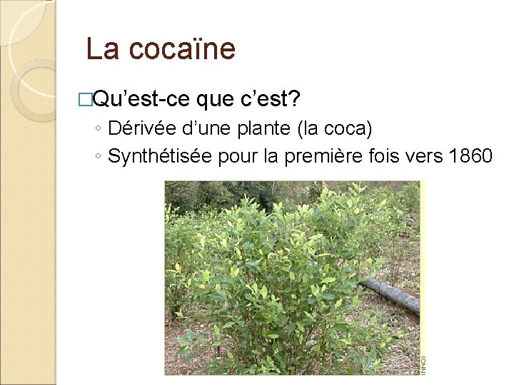 La cocaïne �Qu’est-ce que c’est? ◦ Dérivée d’une plante (la coca) ◦ Synthétisée pour