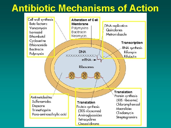 Antibiotic Mechanisms of Action Alteration of Cell Membrane Polymyxins Bacitracin Neomycin Transcription Translation 
