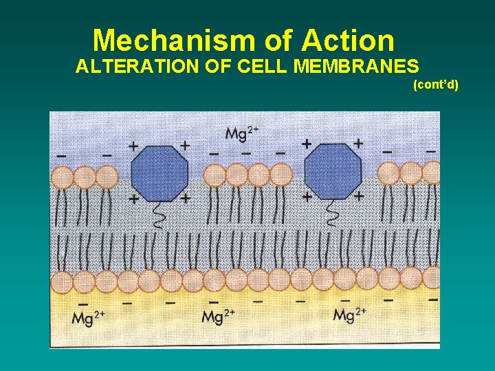 Mechanism of Action ALTERATION OF CELL MEMBRANES (cont’d) 