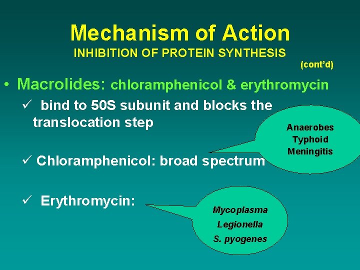 Mechanism of Action INHIBITION OF PROTEIN SYNTHESIS (cont’d) • Macrolides: chloramphenicol & erythromycin ü