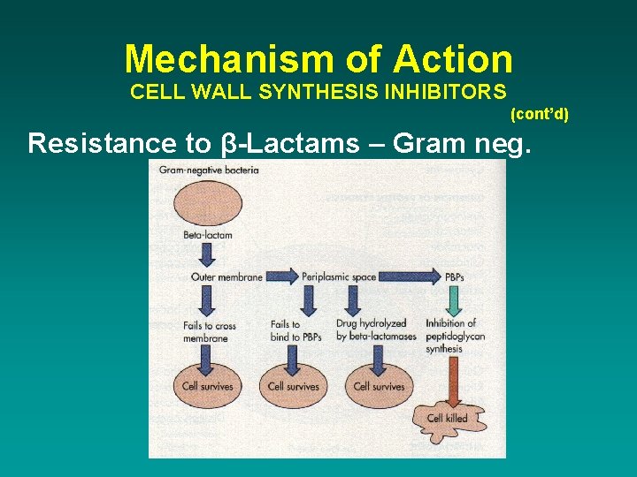 Mechanism of Action CELL WALL SYNTHESIS INHIBITORS (cont’d) Resistance to β-Lactams – Gram neg.