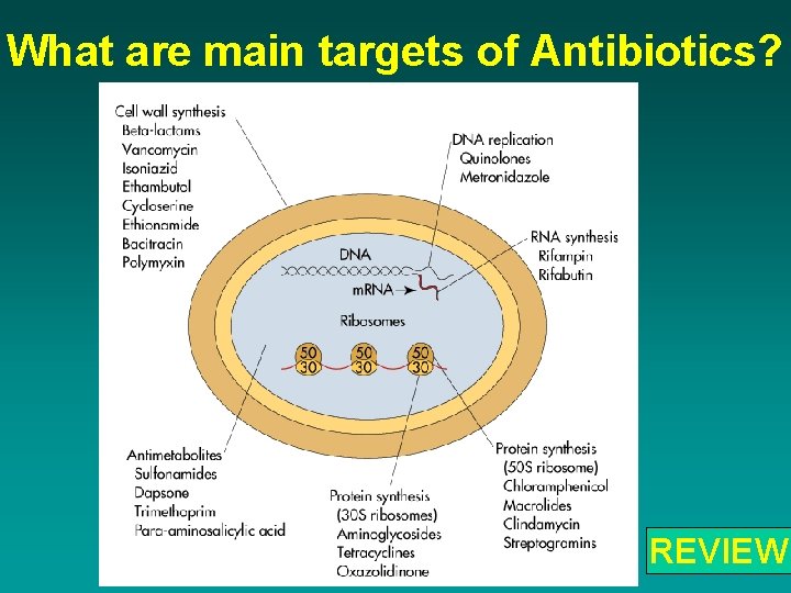 What are main targets of Antibiotics? REVIEW 