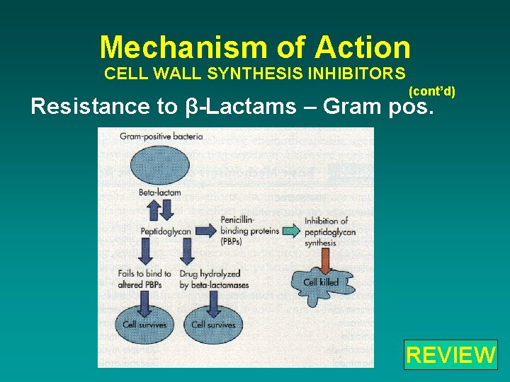 Mechanism of Action CELL WALL SYNTHESIS INHIBITORS (cont’d) Resistance to β-Lactams – Gram pos.