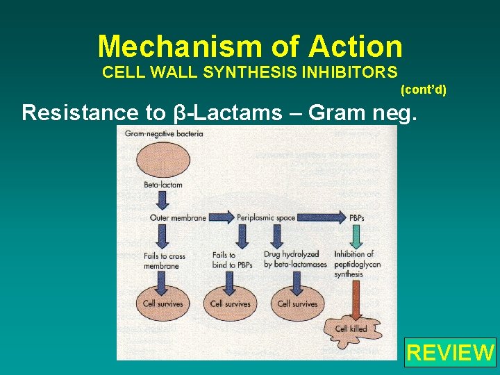 Mechanism of Action CELL WALL SYNTHESIS INHIBITORS (cont’d) Resistance to β-Lactams – Gram neg.
